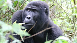 3 Days Bwindi Gorilla Safari